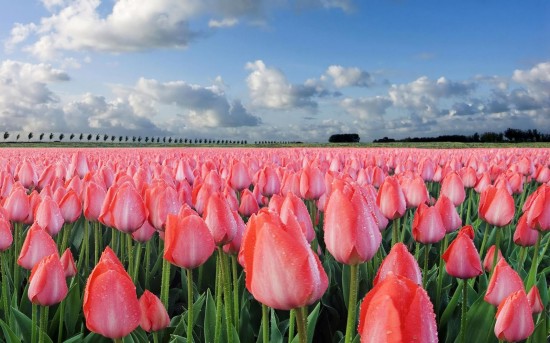 Pink-Tulips-Flowers