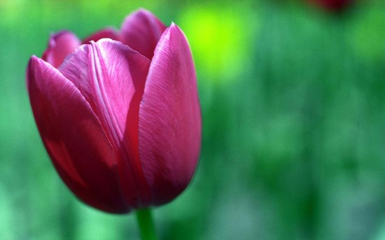 tulip_flower
