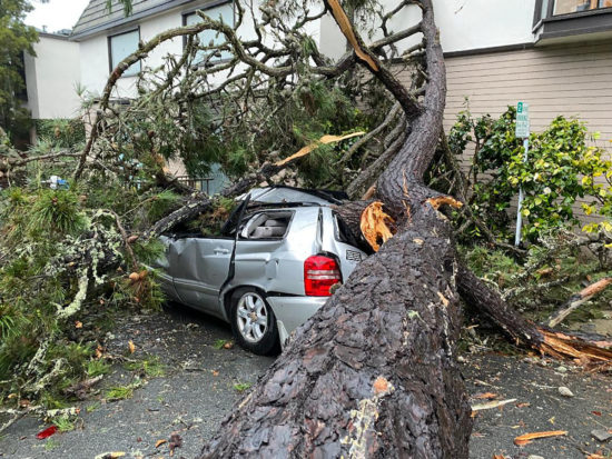 A car crushed by a falling tree at Junipero and Seventh in downtown Carmel. Photo by Peter Hemming.